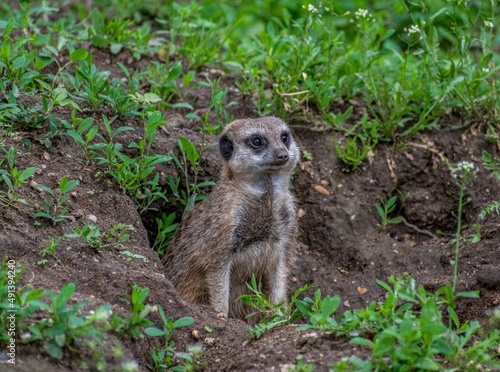 Curious Meerkat