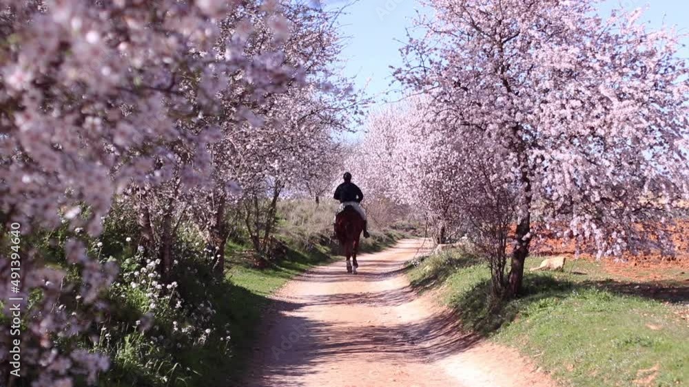 Man on horseback surrounded by blooming almond trees Man on horseback surrounded by blooming almond trees