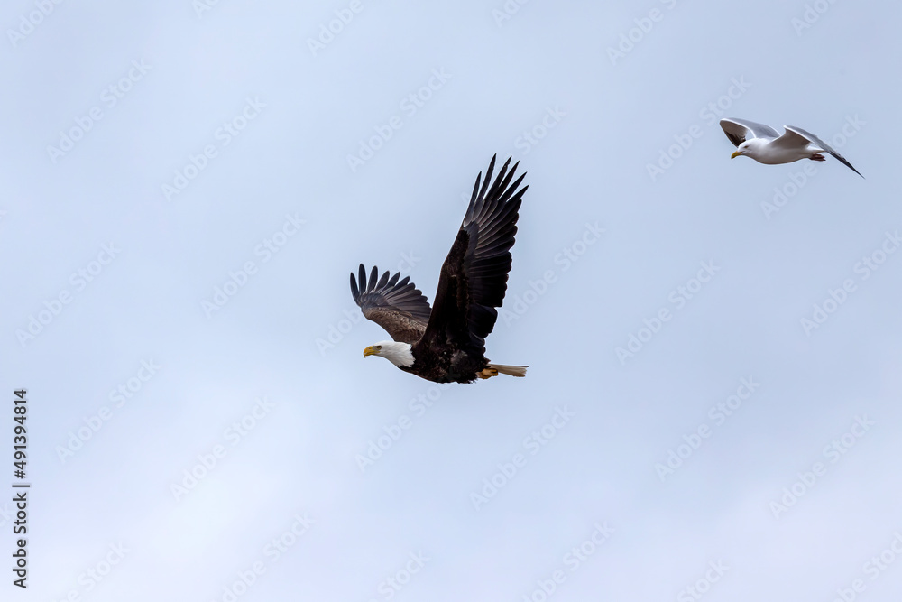 Obraz premium Bald eagle being chased by a seagull 