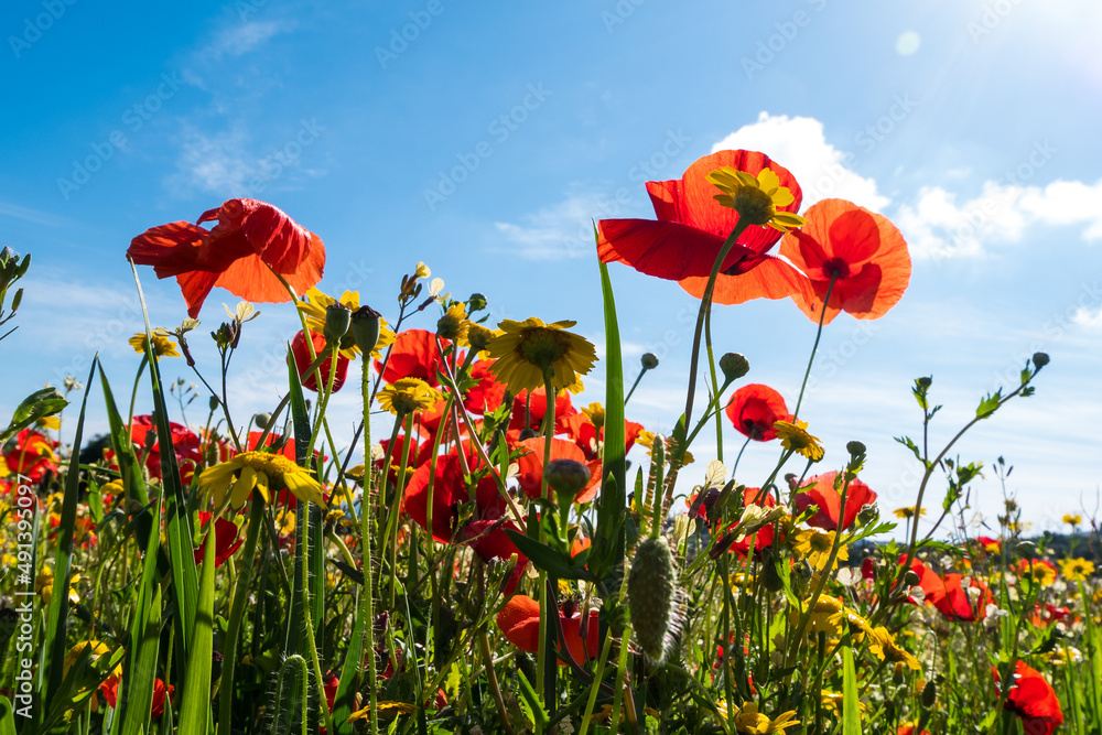 Obraz premium A meadow full of pretty red poppies and lovely yellow daisies during spring