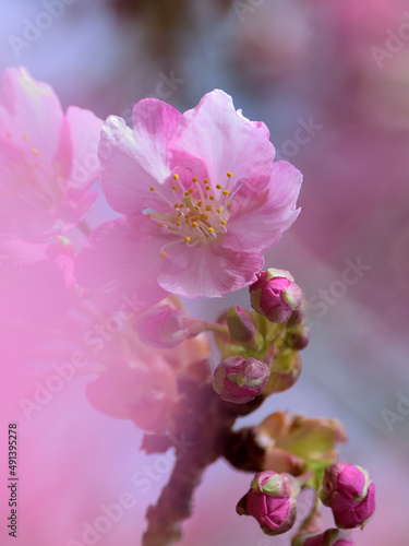 Close up kawazu cherry blossoms like with a soft focus