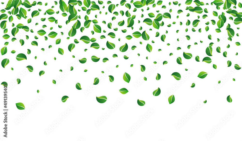 Forest Leaf Transparent Vector White Background. Forest Leaf Transparent Vector White Background.