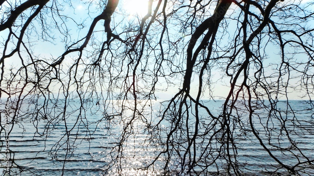 Panorama Blick über den Bodensee durch die Äste eines großen Baumes bei Sonnenschein Panorama Blick über den Bodensee durch die Äste eines großen Baumes bei Sonnenschein