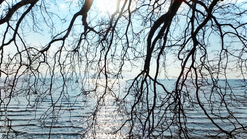 Panorama Blick über den Bodensee durch die Äste eines großen Baumes bei Sonnenschein