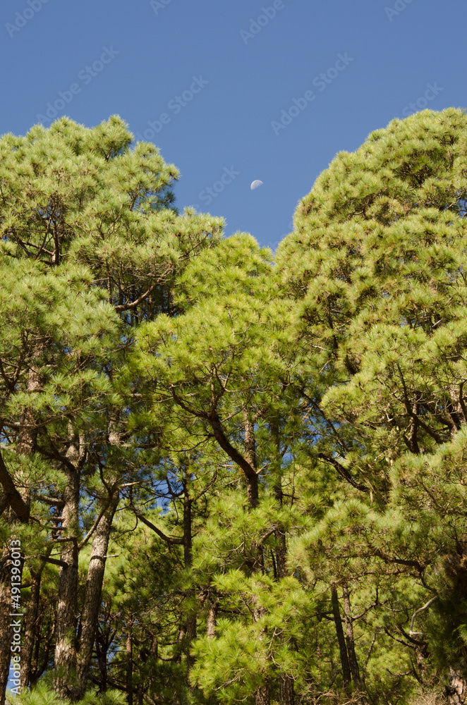 Forest of Canary Island pine Pinus canariensis and waning gibbous moon. Santa Cruz de La Palma. La Palma. Canary Islands. Spain. Forest of Canary Island pine Pinus canariensis and waning gibbous moon. Santa Cruz de La Palma. La Palma. Canary Islands. Spain.