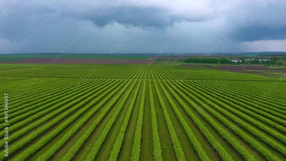 Green rows blackcurrant bushes from a bird's eye view. Filmed in UHD 4k video. Green rows blackcurrant bushes from a bird's eye view. Filmed in UHD 4k video.