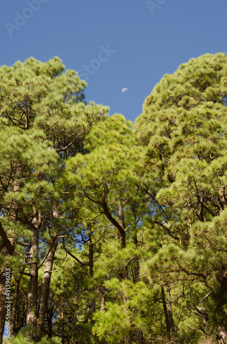 Forest of Canary Island pine Pinus canariensis and waning gibbous moon. Santa Cruz de La Palma. La Palma. Canary Islands. Spain.