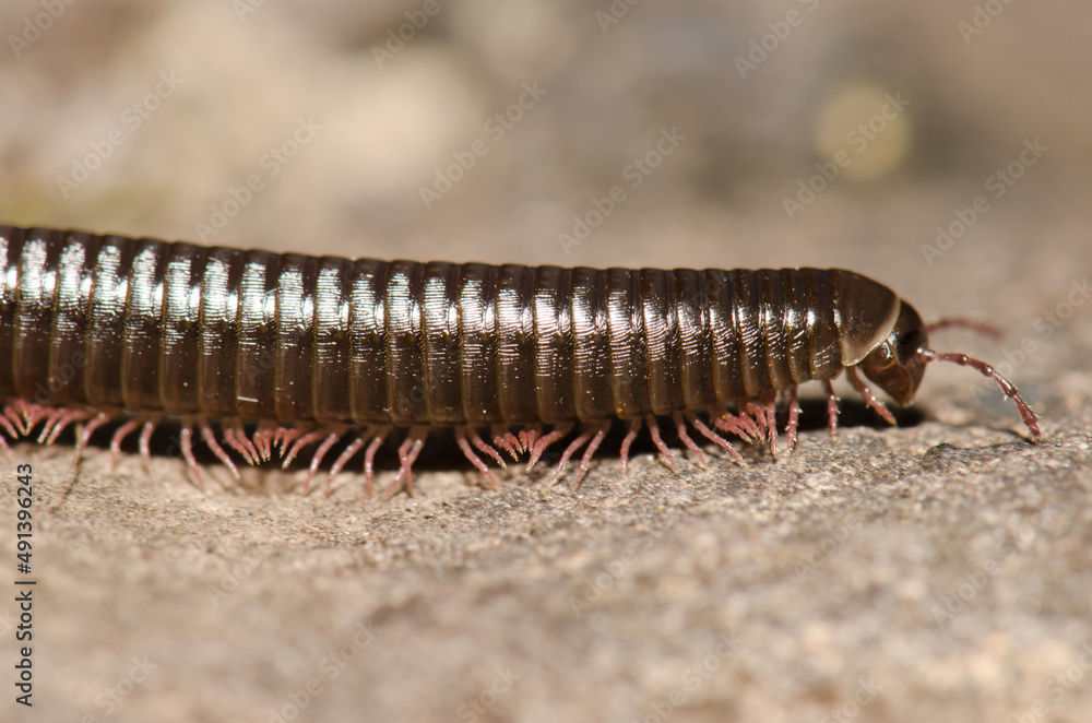Fototapeta premium Portuguese millipede Ommatoiulus moreleti in Santa Cruz de La Palma. La Palma. Canary Islands. Spain.