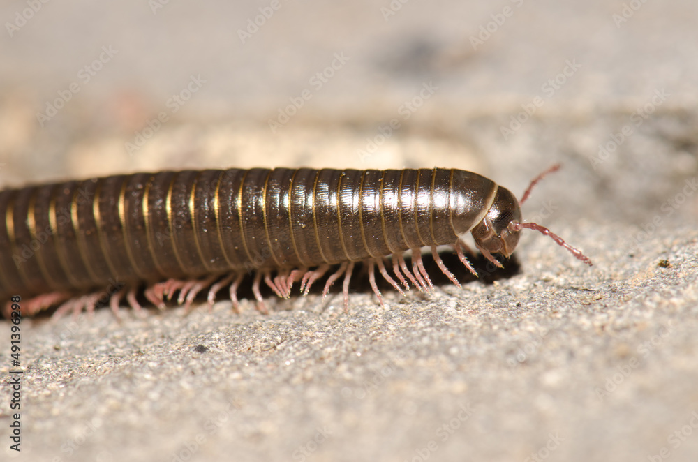 Portuguese millipede Ommatoiulus moreleti in Santa Cruz de La Palma. La Palma. Canary Islands. Spain. Portuguese millipede Ommatoiulus moreleti in Santa Cruz de La Palma. La Palma. Canary Islands. Spain.