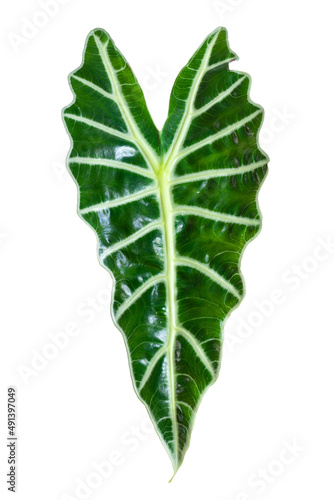 Leaf of alocasia amazonica sanderiana plant isolated on white. Alocasia sanderiana bull with large green leaves air purifier plant indoor.