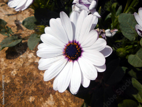 white flower in spring in Malta