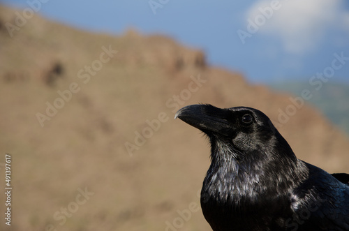 Canary Islands raven Corvus corax canariensis. Las Nieves Natural Park. La Palma. Canary Islands. Spain. © Víctor