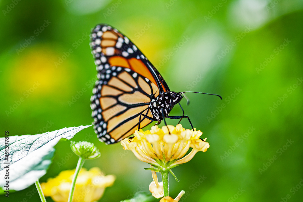 Papillon monarque, danaus plexippus, sur une fleur Papillon monarque, danaus plexippus, sur une fleur