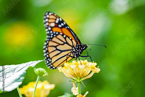 Papillon monarque, danaus plexippus, sur une fleur 