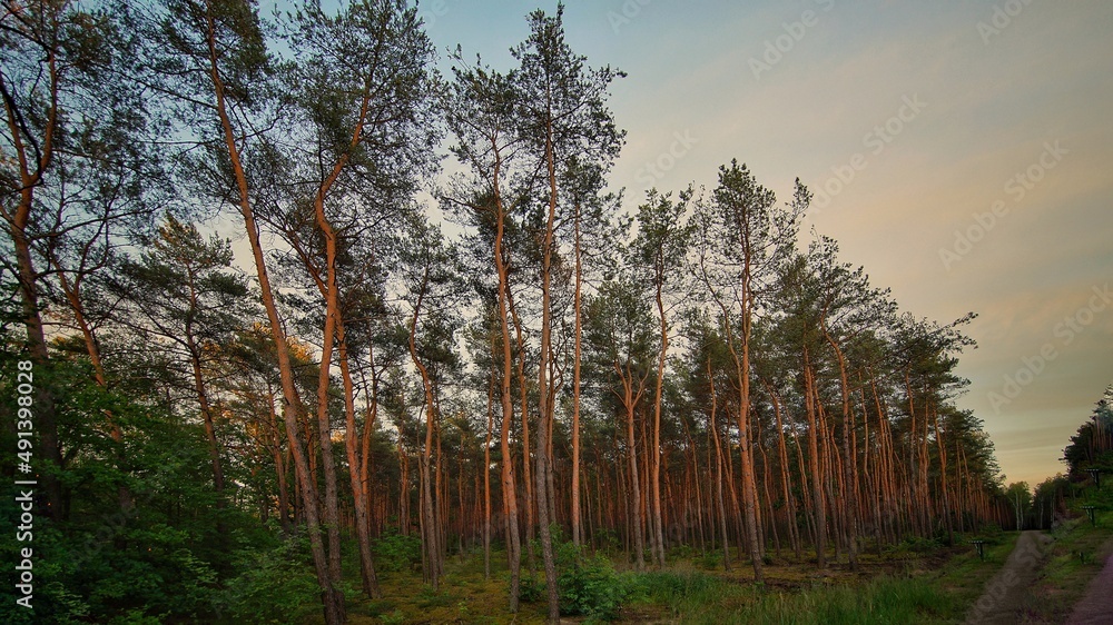 Obraz premium Las