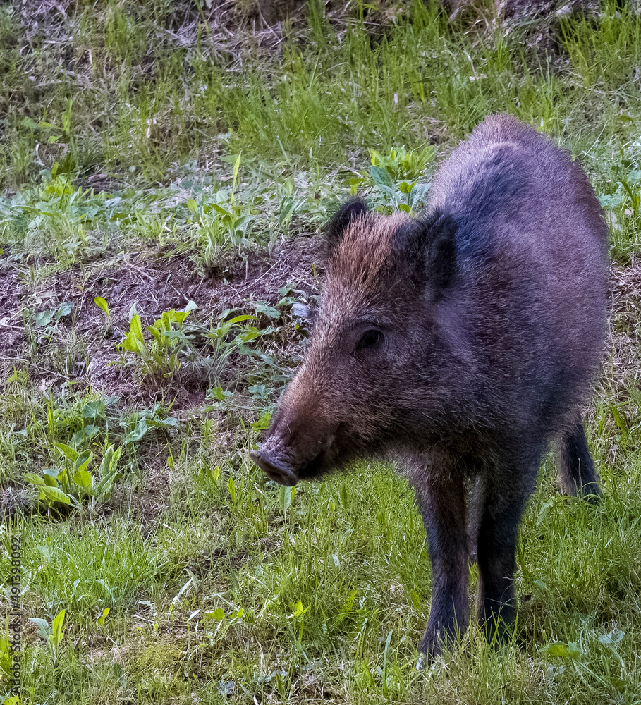 A wild boar is running in the forest. Hog running on green background in the town ol la spezia