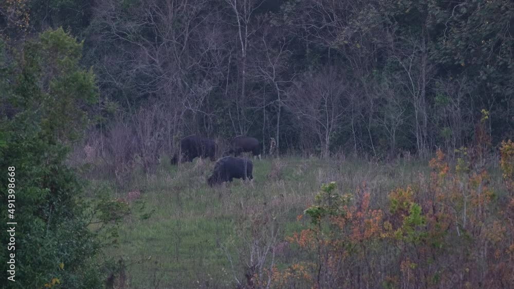 Four individuals moving to the left and then another one comes out to join plus a calf from the right, Gaur Bos gaurus Khao Yai, Thailand. Four individuals moving to the left and then another one comes out to join plus a calf from the right, Gaur Bos gaurus Khao Yai, Thailand.