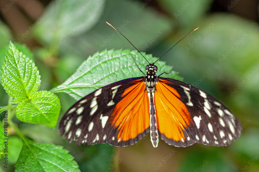 Papillon Heliconius hecale sur une feuille Papillon Heliconius hecale sur une feuille
