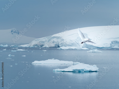 Snowy sheathbill (aka., greater or pale-faced sheathbill,  paddy) in flight, Damoy Point, near Port Lockroy, Antarctic Peninsula. Antarctica photo