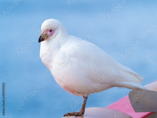 Snowy sheathbill (aka., greater or pale-faced sheathbill,  paddy), Damoy Point, near Port Lockroy, Antarctic Peninsula. Antarctica photo