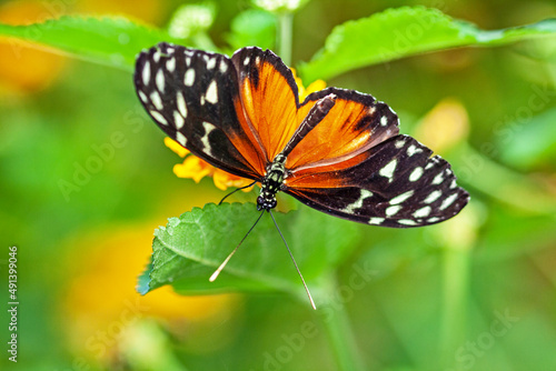 Papillon Heliconius hecale sur une feuille  © guitou60