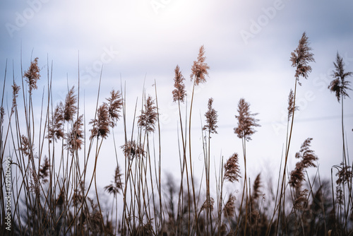 Fototapeta Naklejka Na Ścianę i Meble -  Pampas grass with blue sky and clouds in sunny day. Landscape with dried reeds and grass. Natural background, outdoor, blue colors.