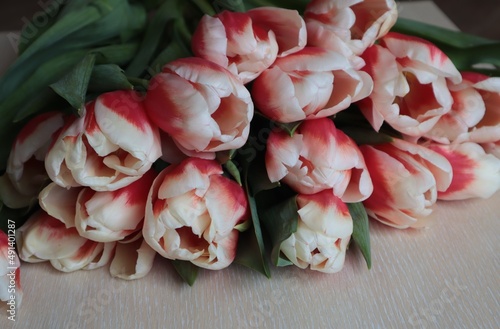 A bouquet of red tulips with white tips lies lying on a light wooden surface.