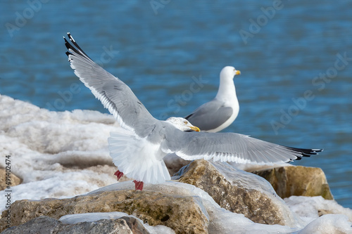 The ring-billed gull (Larus delawarensis) on the shores of Lake Michigan