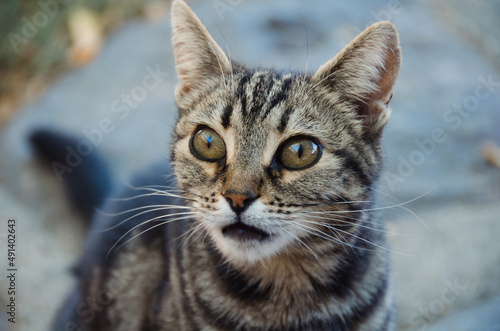 Retrato gato mirada