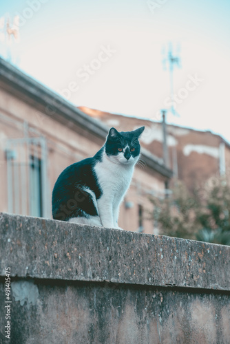 Portrait of a Beautiful Cat in the Street of Caltagirone  Catania  Sicily  Italy  Europe  World Heritage Site