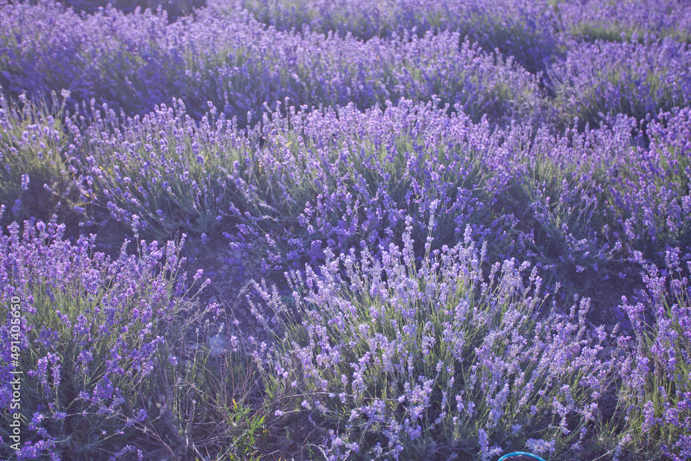 Beautiful image of lavender fields. Summer sunset landscape Beautiful image of lavender fields. Summer sunset landscape