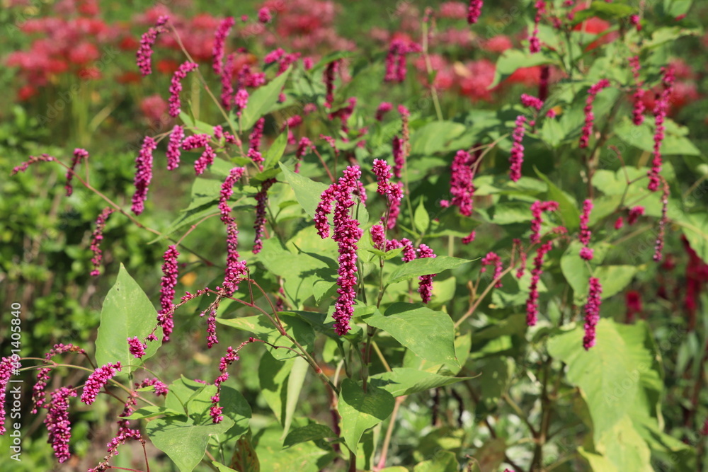 Obraz premium 秋の公園に咲くオオケタデの赤い花