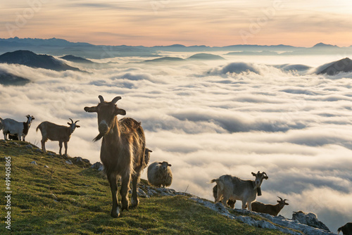 Herd of goats on top of the mountain with fog in the valley