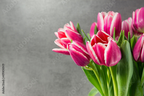 pink tulips on dark background