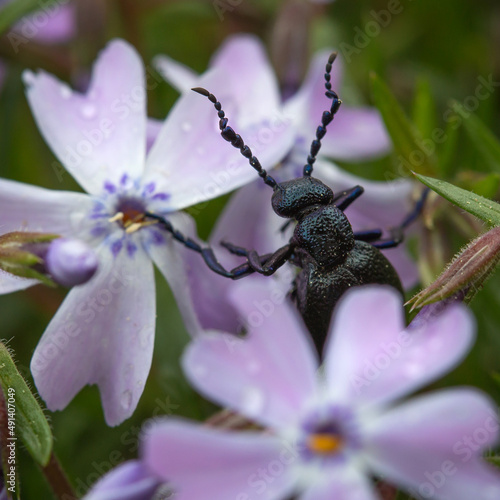 Käfer, Isekt  im Gras close-up photo