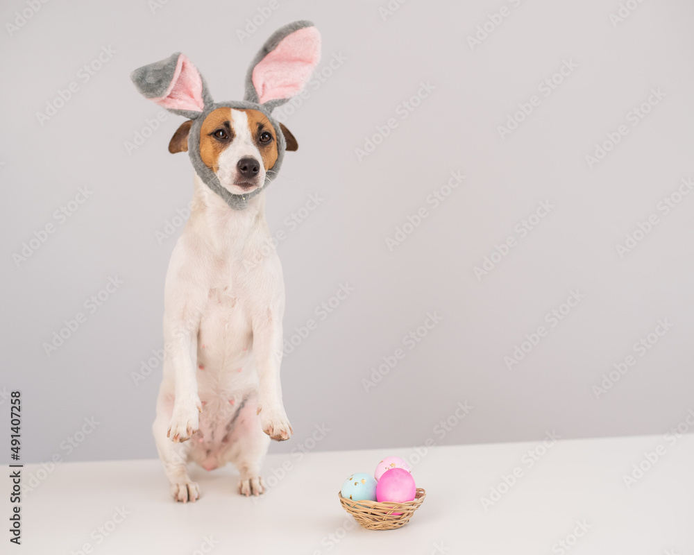 Can Jack Russells Eat Eggs