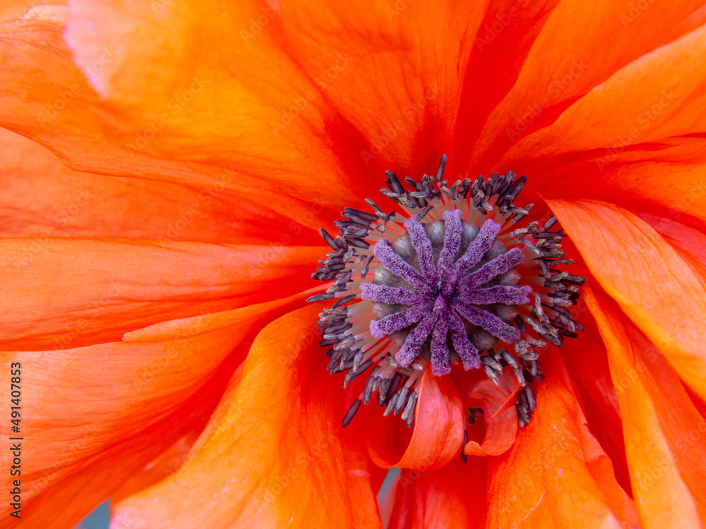 Macro photo of a red poppy flower with elegant petals and stamens is an abstract floral background. The red poppy is a symbol of the memory of the victims of conflicts. Close-up of a poppy flower Macro photo of a red poppy flower with elegant petals and stamens is an abstract floral background. The red poppy is a symbol of the memory of the victims of conflicts. Close-up of a poppy flower