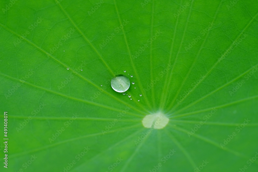 close up drop of water on green lotus leaf after rain close up drop of water on green lotus leaf after rain