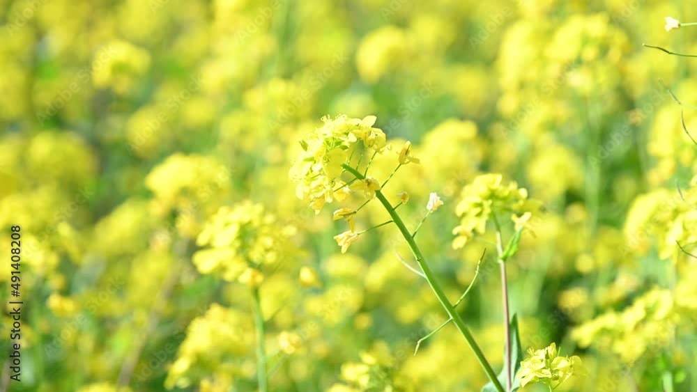 背景に使いやすい満開の菜の花畑の動画
背景に使いやすい満開の菜の花畑の動画