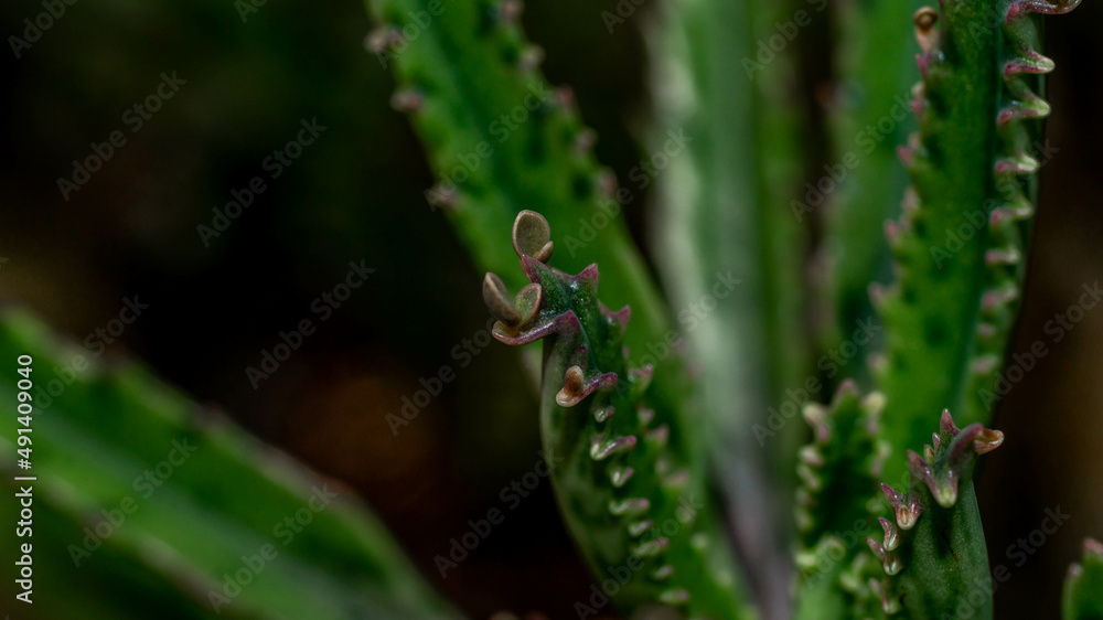 Kalanchoe pinnate plantlets or adventitious bud as reproductive structure in detail.