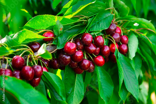 Image of a cherry cluster on a branch in the garden
