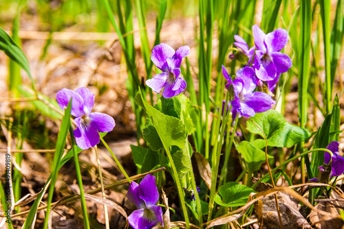 forest violet blooms in early spring, attracting insects with a sweet aroma under the rays of the sun