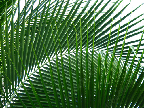 green coconut leaf isolated on white background