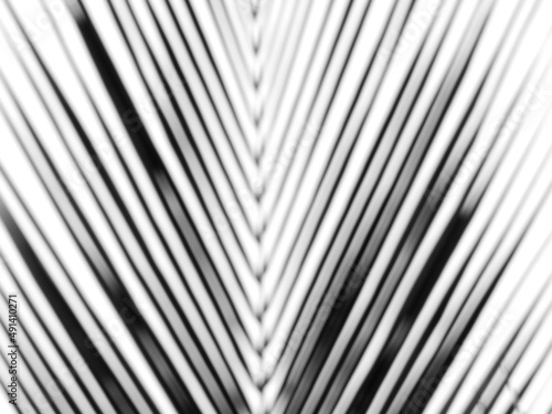 blurred background of silhouette palm leaf