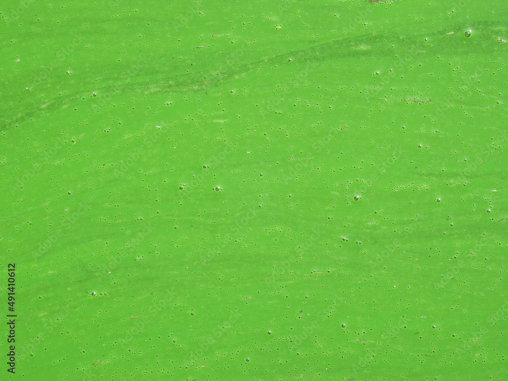 Green water in the pond with bubble formed by green algae Stock Photo