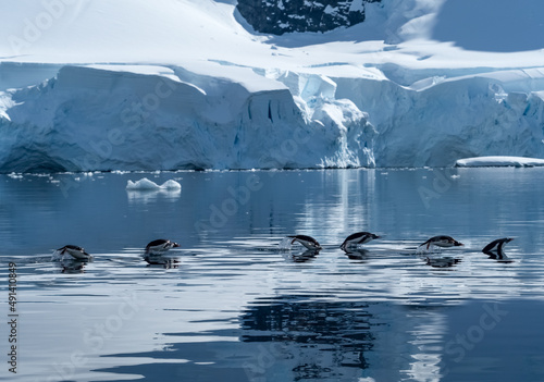 Porpoising gentoo penguins on the waters near Yankee Harbour, Greenwich Island, South Shetland Islands, Antarctica.