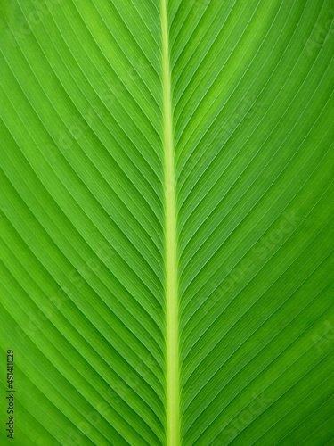 green leaf texture closeup background