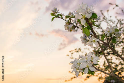 Background with an apple tree branch on the right and the sky