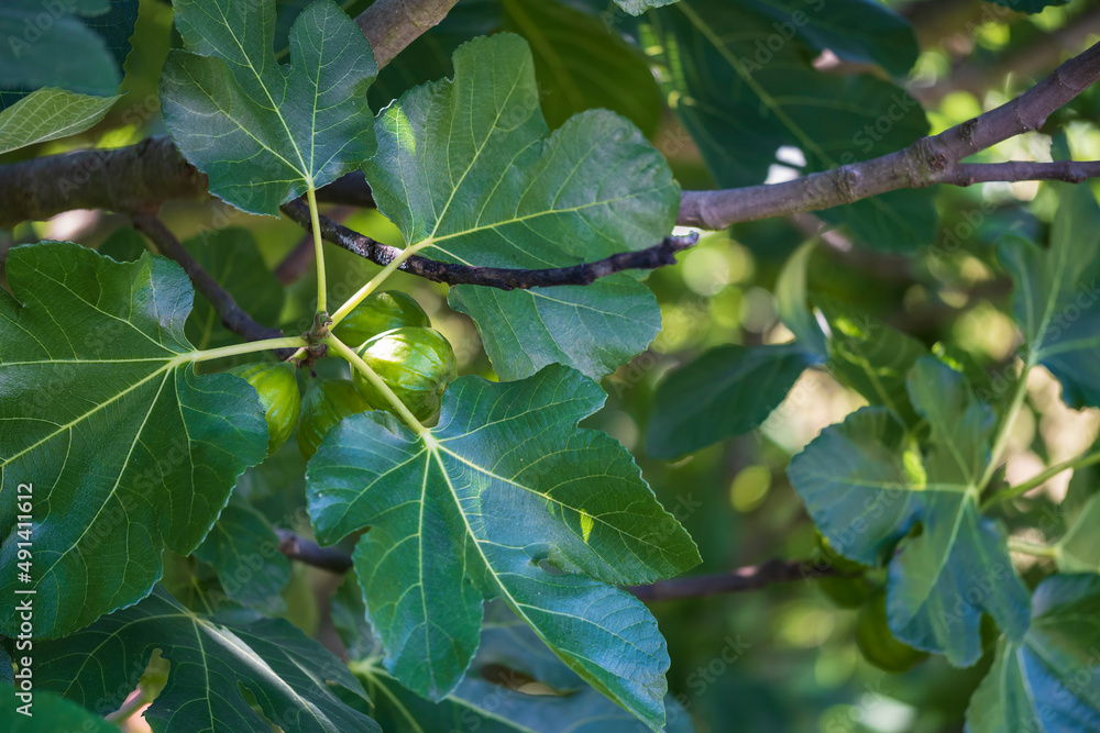 Close up of green figs hidden between leaves on tree Close up of green figs hidden between leaves on tree
