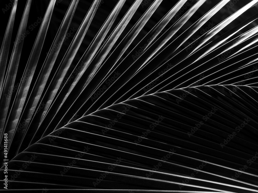 Obraz premium black and white coconut leaf